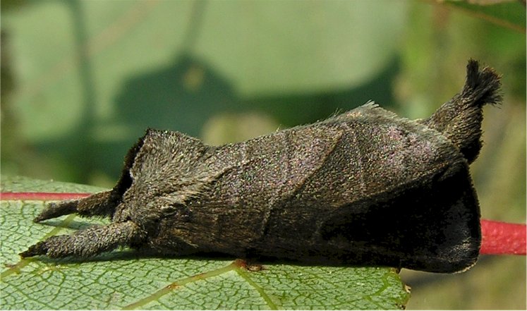 larve di lepidottero defoliatore: Clostera anastomosis